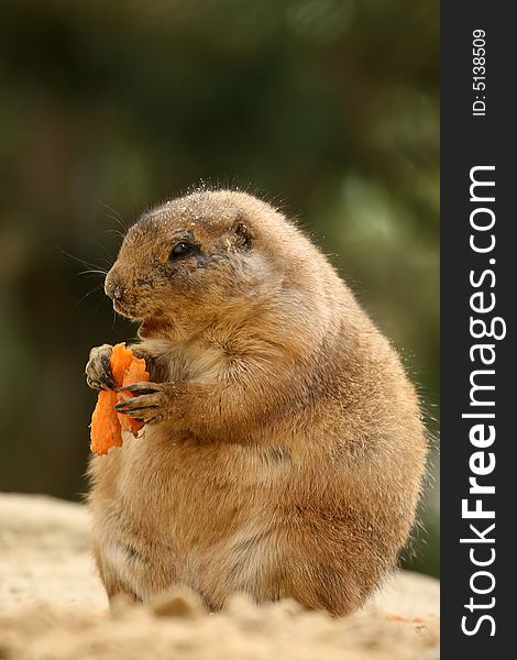 Cute little prairie-dog eating carrot