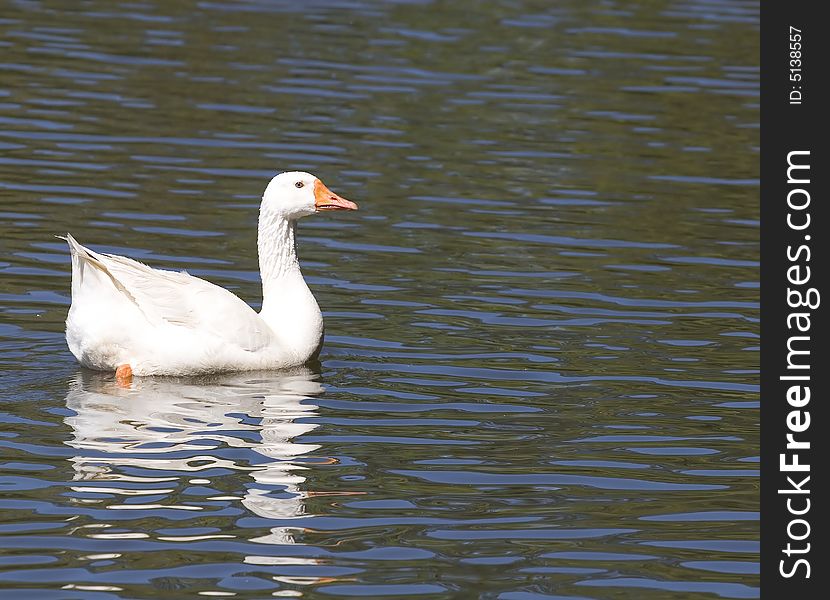 A white goose swimming across a lake with reflection. A white goose swimming across a lake with reflection