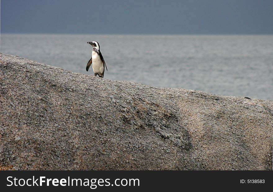 African penguin, Simon's Town, South Africa, looking for its mates. African penguin, Simon's Town, South Africa, looking for its mates.