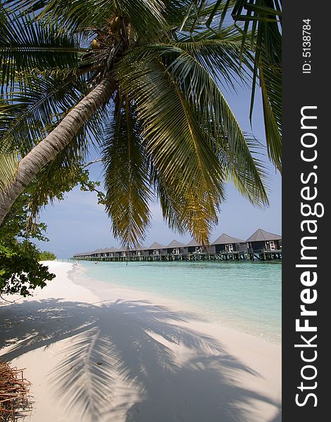 Coconut palms on the morning ocean beach. Water bungalos on the background. Coconut palms on the morning ocean beach. Water bungalos on the background