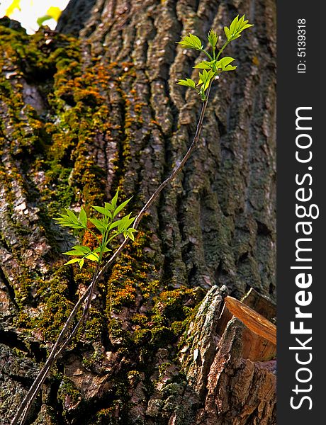 Fresh young spring branches with leaves on a background of an old tree. Fresh young spring branches with leaves on a background of an old tree