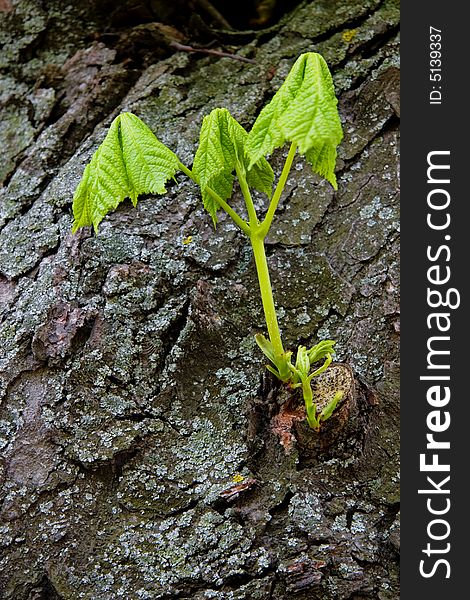 Fresh young spring branches with leaves on a background of an old tree. Fresh young spring branches with leaves on a background of an old tree