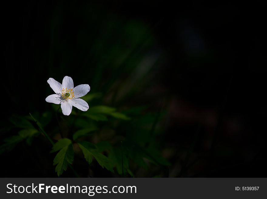 White Flower On Dark