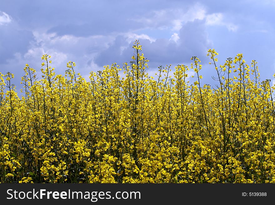 Rape field at a sunny day - summer in Poland