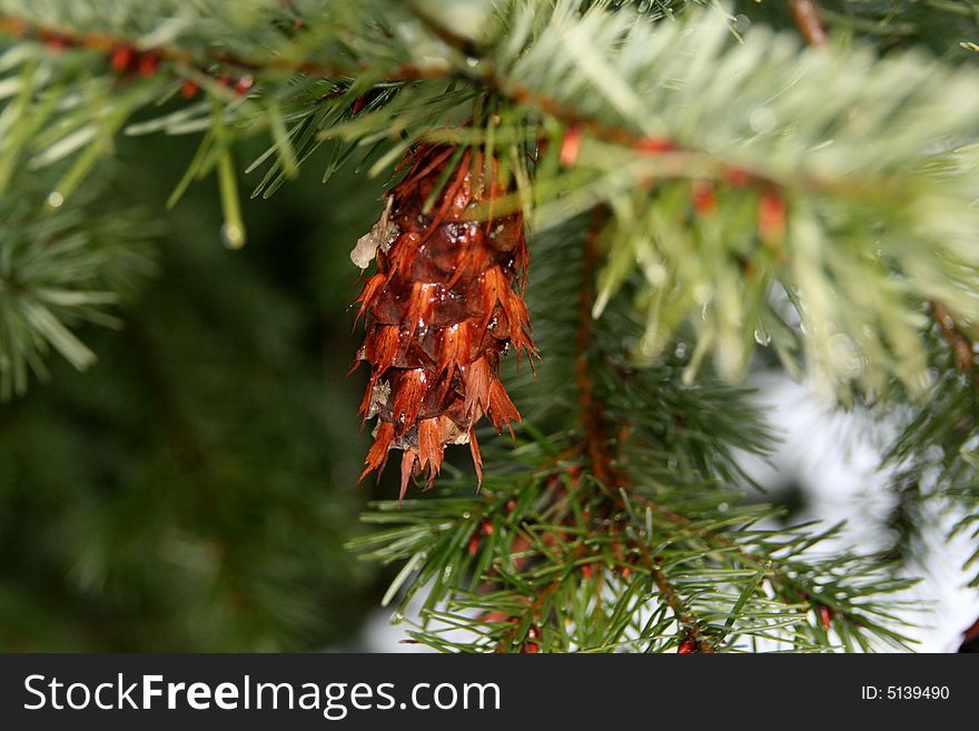 Shiny solid ice surrounds this frozen pinecone. Shiny solid ice surrounds this frozen pinecone.