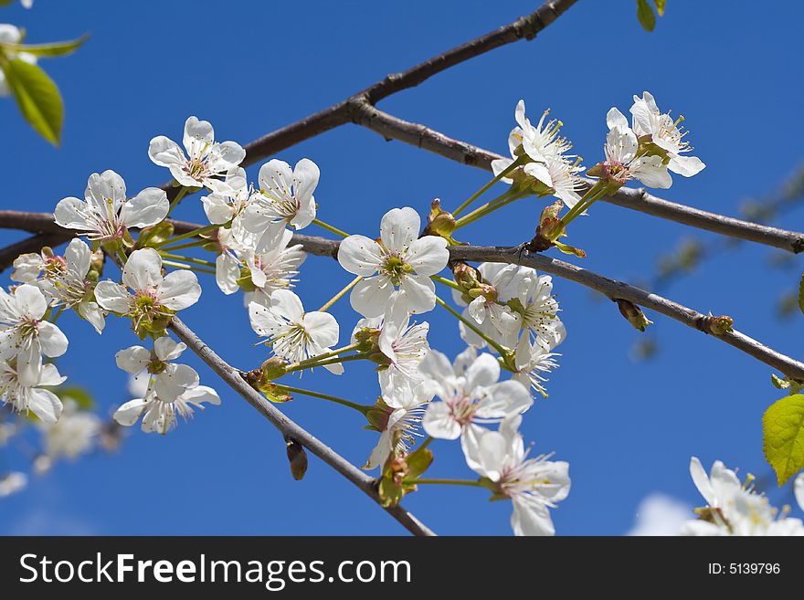 Cherry blossoms on a black cherry tree against the blue sky