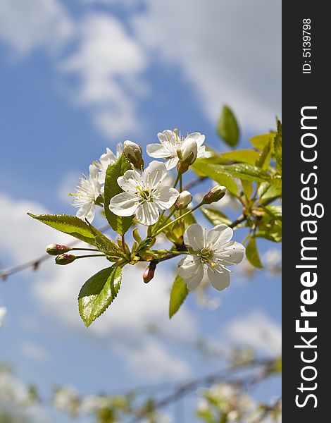 Cherry blossoms on a black cherry tree against the blue sky