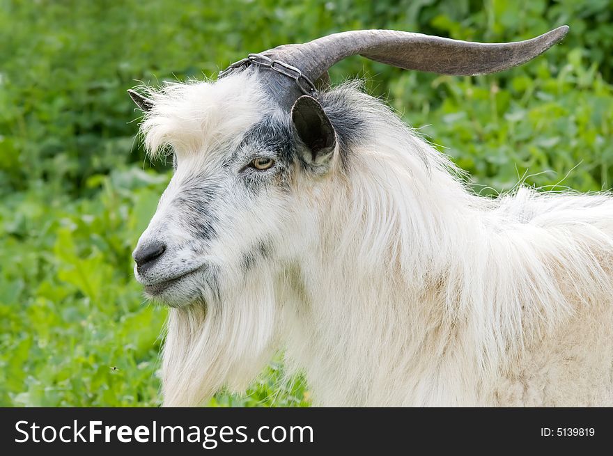 Male goat grazing