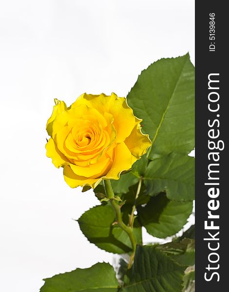 Beautiful yellow rose on a white background with space for copy