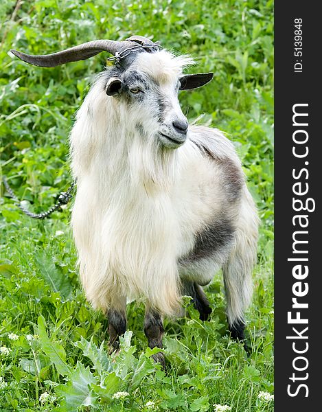 Horned domestic male goat grazing at green lush meadow