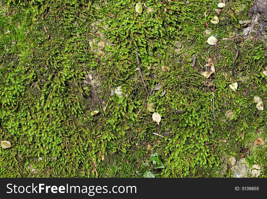 Wet green moss in the rainy forest, background. Wet green moss in the rainy forest, background