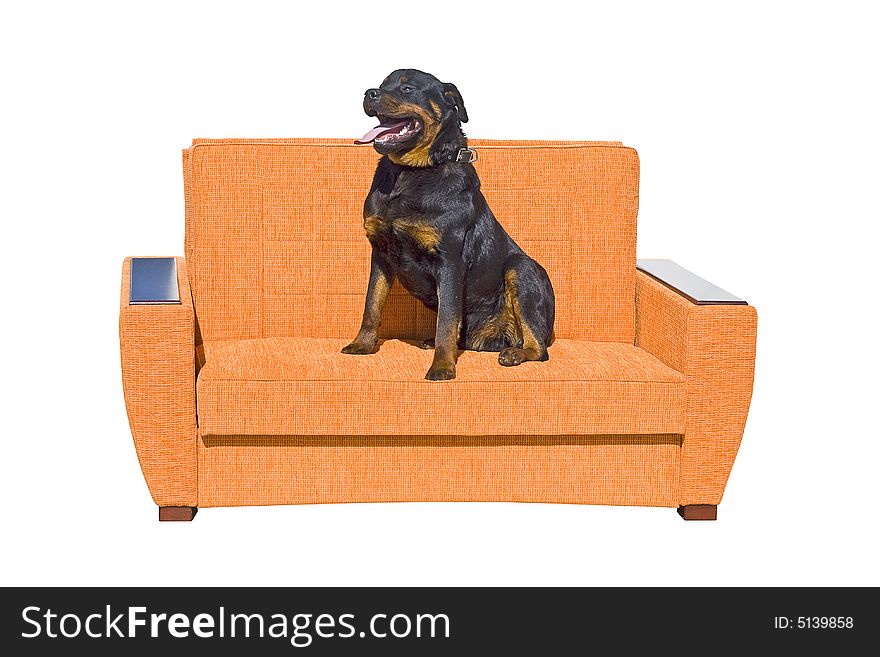 Black dog seating on the sofa. Isolated on a white background