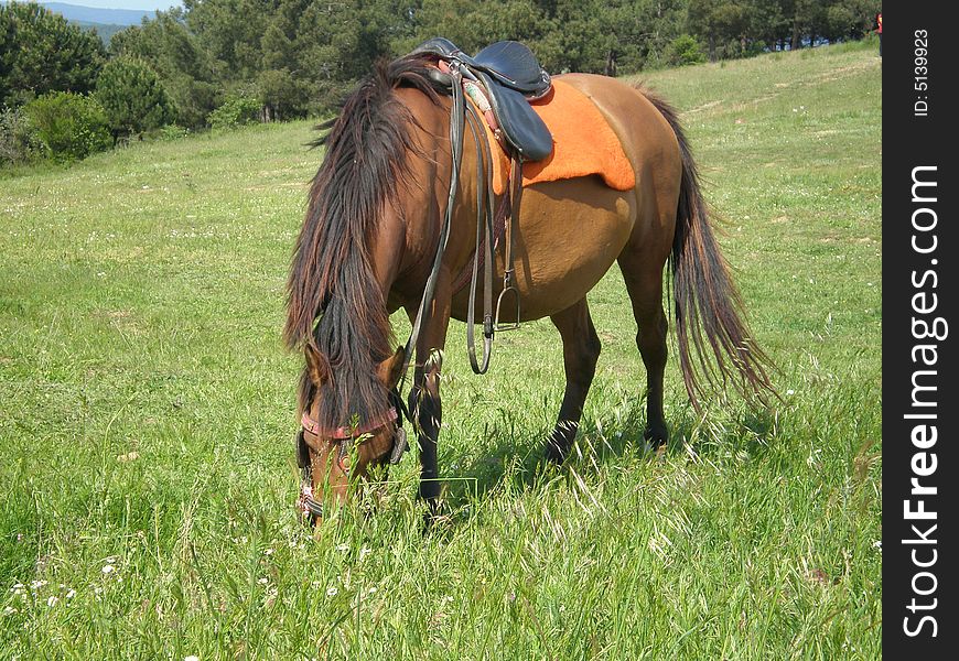 Brown horse eating grass with sky background