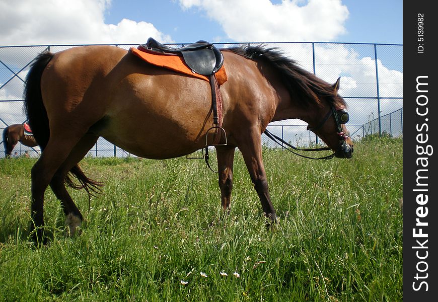 Brown horse eating grass with sky background