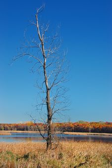 Bare Tree By The Lake Royalty Free Stock Photography Bare Tree By The Lake Royalty Free Stock Photography