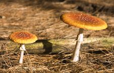 Amanita Muscaria- Magic Mushroom Royalty Free Stock Images