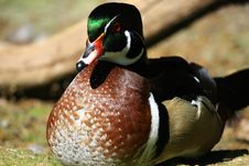 Duck Royalty Free Stock Photography