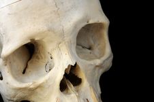 Human Skull Eye Sockets Royalty Free Stock Photo Human Skull Eye Sockets Royalty Free Stock Photo