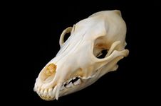 Coyote Skull Stock Images Coyote Skull Stock Images
