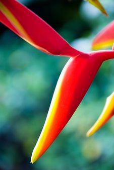 Tropical Flower Closeup Stock Photo