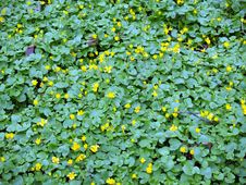 Yellow Flowers Stock Image Yellow Flowers Stock Image