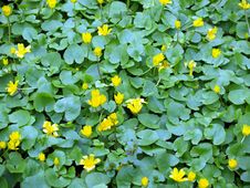 Yellow Flowers Stock Photos Yellow Flowers Stock Photos