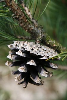 Pine Cone Stock Images