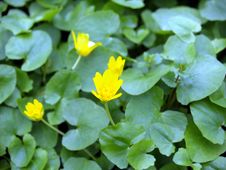 Yellow Flowers Royalty Free Stock Photo Yellow Flowers Royalty Free Stock Photo