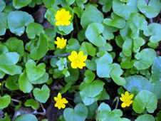 Yellow Flowers Royalty Free Stock Images Yellow Flowers Royalty Free Stock Images