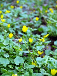 Yellow Flowers Stock Photo Yellow Flowers Stock Photo
