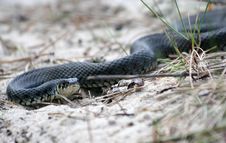 Grass-snake Royalty Free Stock Image Grass-snake Royalty Free Stock Image