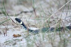 Grass-snake Stock Images Grass-snake Stock Images