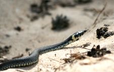 Grass-snake Royalty Free Stock Photography Grass-snake Royalty Free Stock Photography