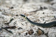 Grass-snake Stock Image Grass-snake Stock Image