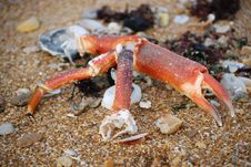 Red Crab On Beach Stock Images