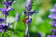 Butterfly On Purple Flower Royalty Free Stock Photo Butterfly On Purple Flower Royalty Free Stock Photo