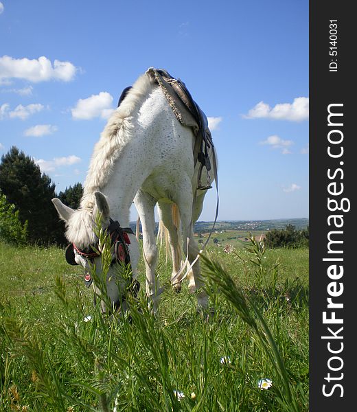 White horse eating grass with sky background