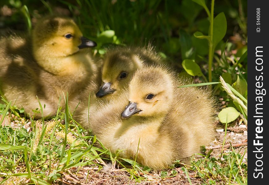 Three goslings sitting in grass