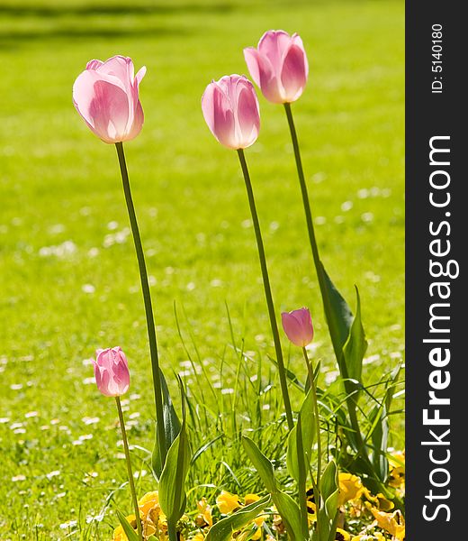 Three tulips on the grass background