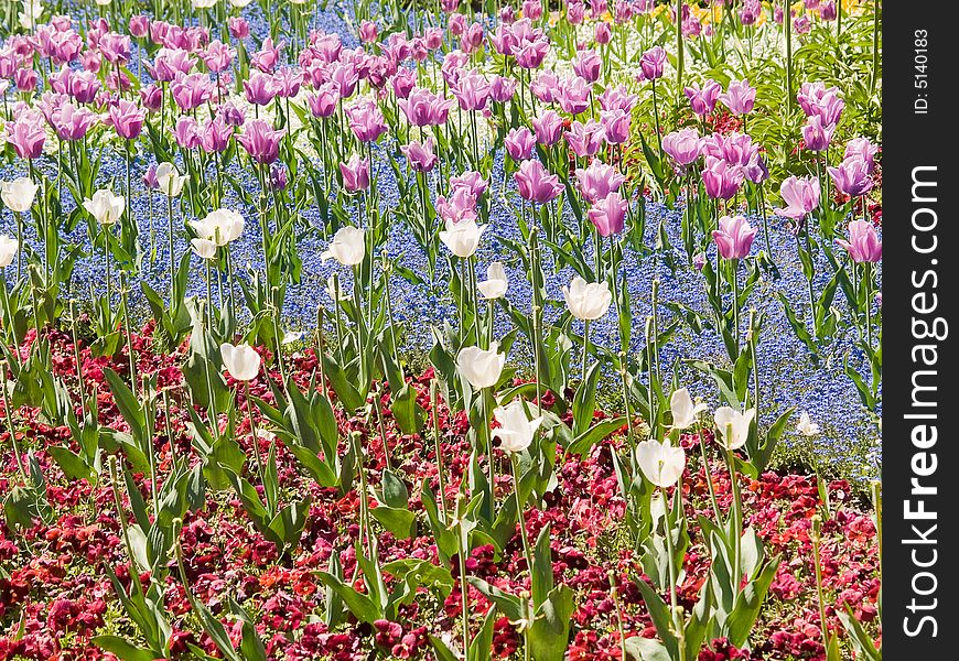 Beautiful tulips bed with flowers background