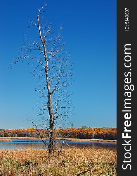 Bare tree raising towards a deep blue sky with fall colors on the background. Bare tree raising towards a deep blue sky with fall colors on the background