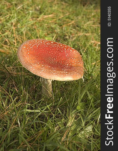 Amanita muscaria a variety of poisonous mushroom with hallucinogenic attributes. Amanita muscaria a variety of poisonous mushroom with hallucinogenic attributes