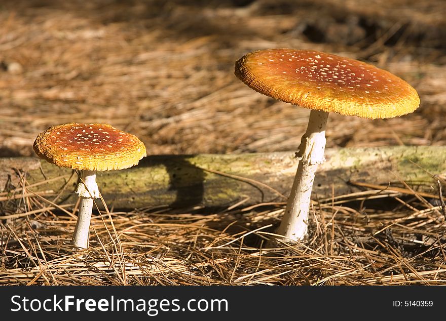 Amanita muscaria a variety of poisonous mushroom with hallucinogenic attributes. Amanita muscaria a variety of poisonous mushroom with hallucinogenic attributes