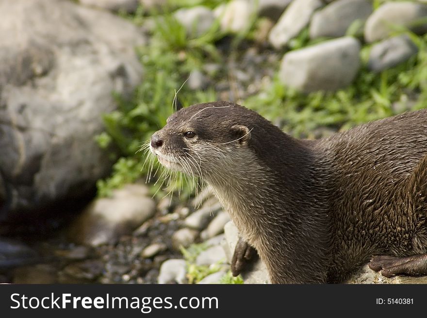 Malasian Shortclawed Otter