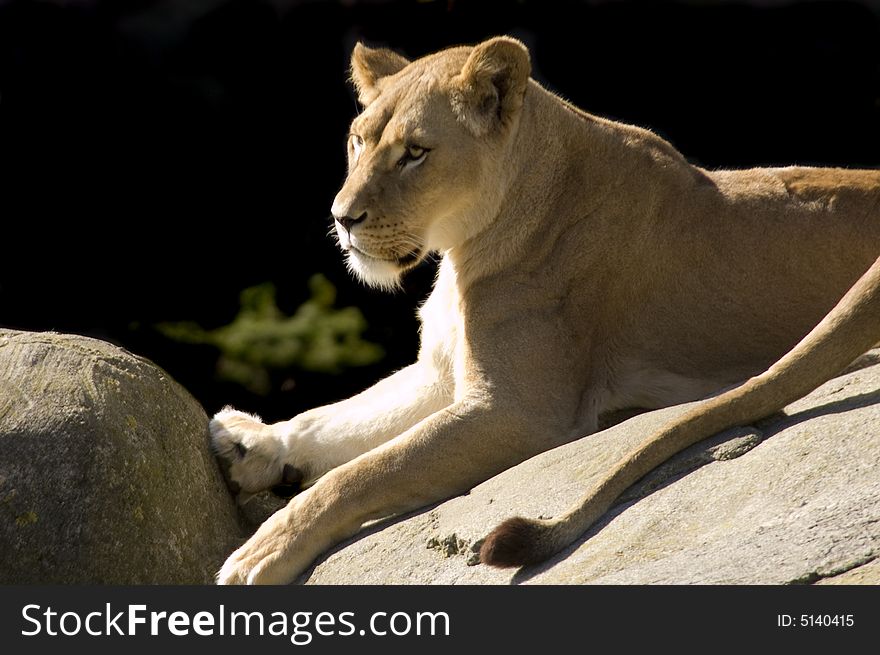 Lioness reclining and watching for game on rock outcrop. Lioness reclining and watching for game on rock outcrop