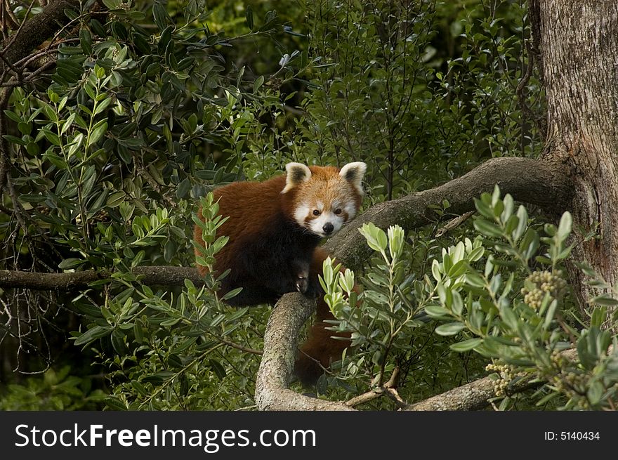 Red Panda (Ailurus fulgens) curled up in a tree