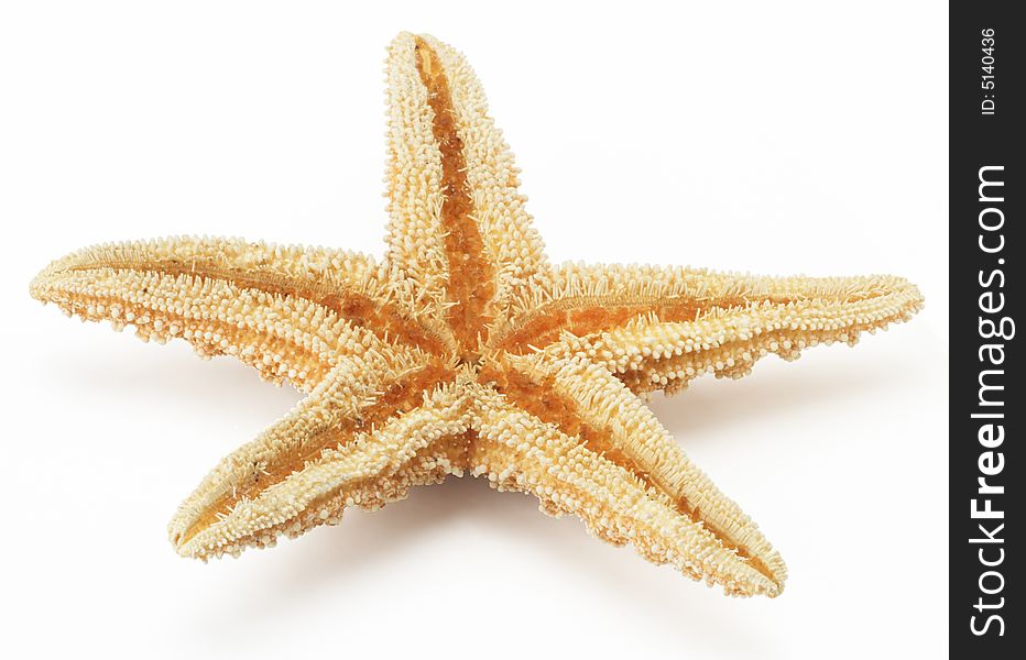Starfish star dry tropical underwater isolated marine
