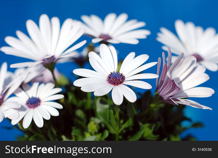 Beautiful white daisy flowers over a brilliant blue background. Beautiful white daisy flowers over a brilliant blue background