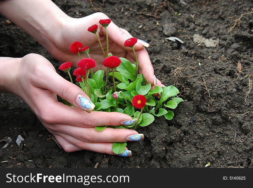 Red flower in women hands on black earth. Red flower in women hands on black earth