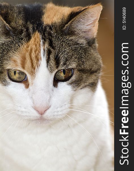 A Calico cat staring calmly at the camera. A Calico cat staring calmly at the camera.